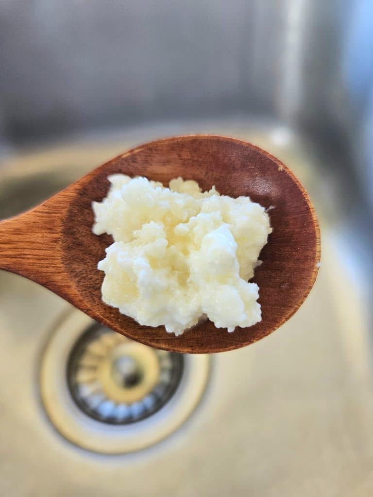 Milk kefir grains on a wooden spoon