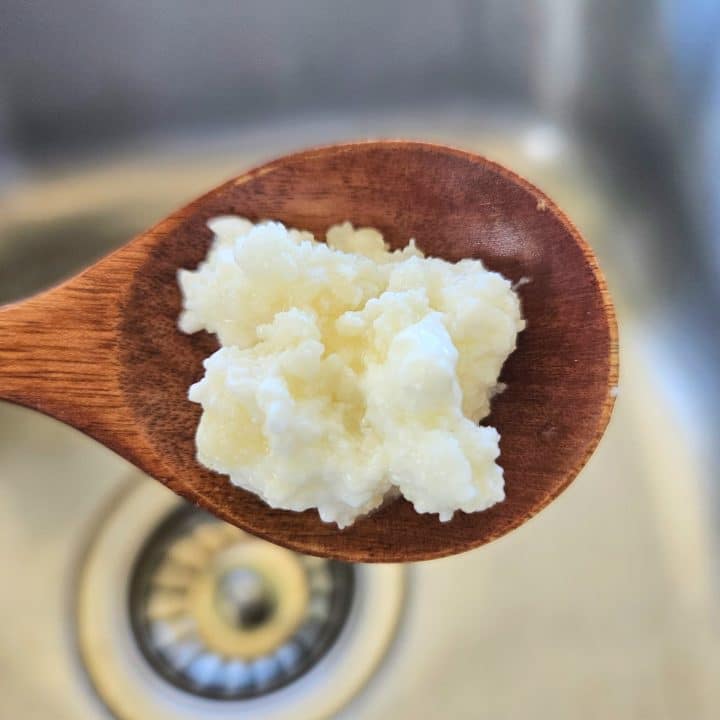 Milk kefir grains on a wooden spoon