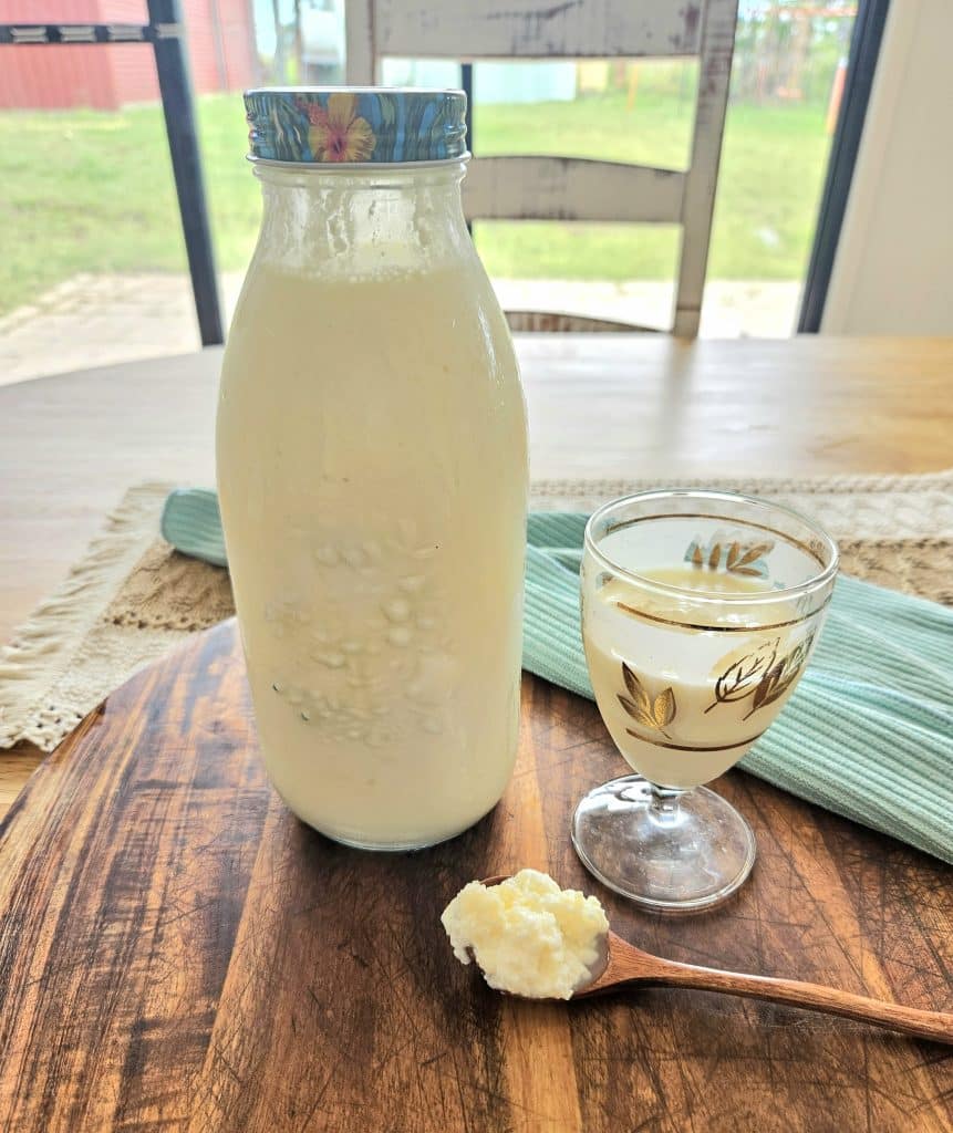 Homemade milk kefir in a cup with kefir grains on a spoon.