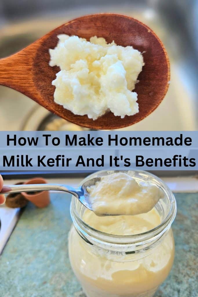 Kefir grains on a wooden spoon. Milk kefir finished on a spoon.