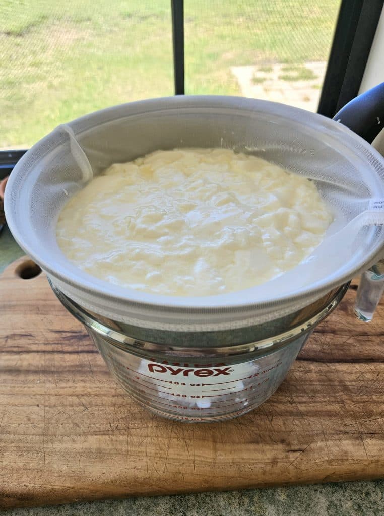 milk kefir being strained from a nut bag. 