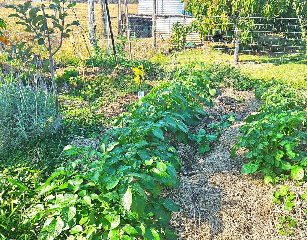 Growing a garden for sustainable living.