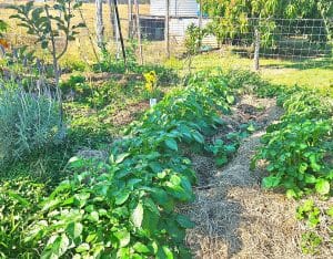 Growing a garden