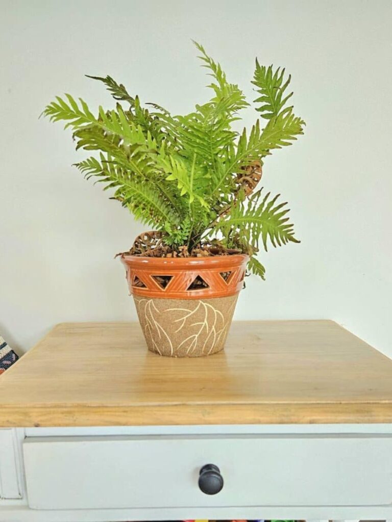 Pretty house plant on a side table.