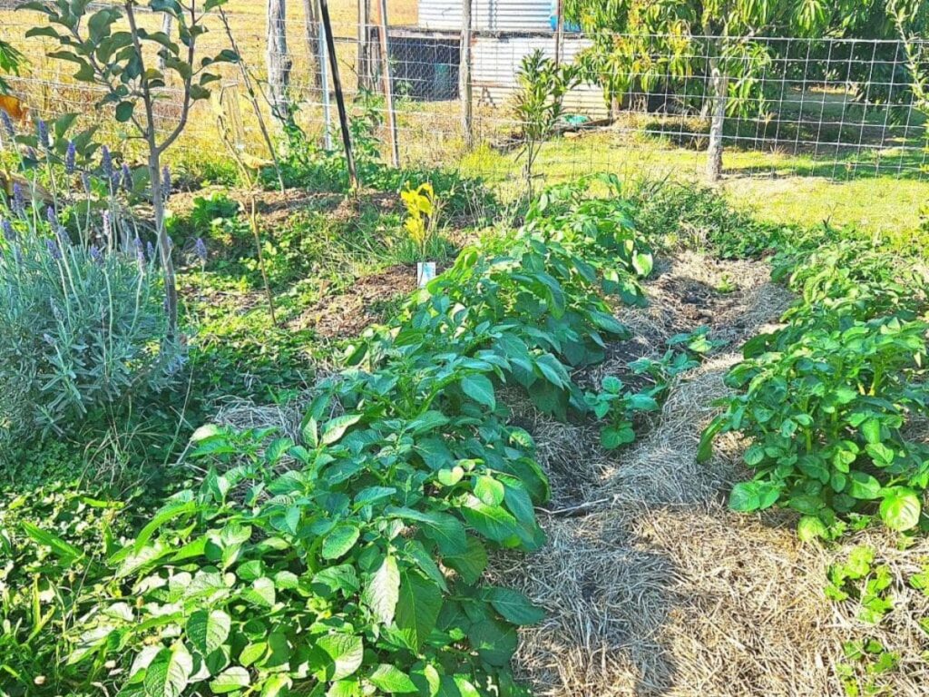 Growing a garden for sustainable living.