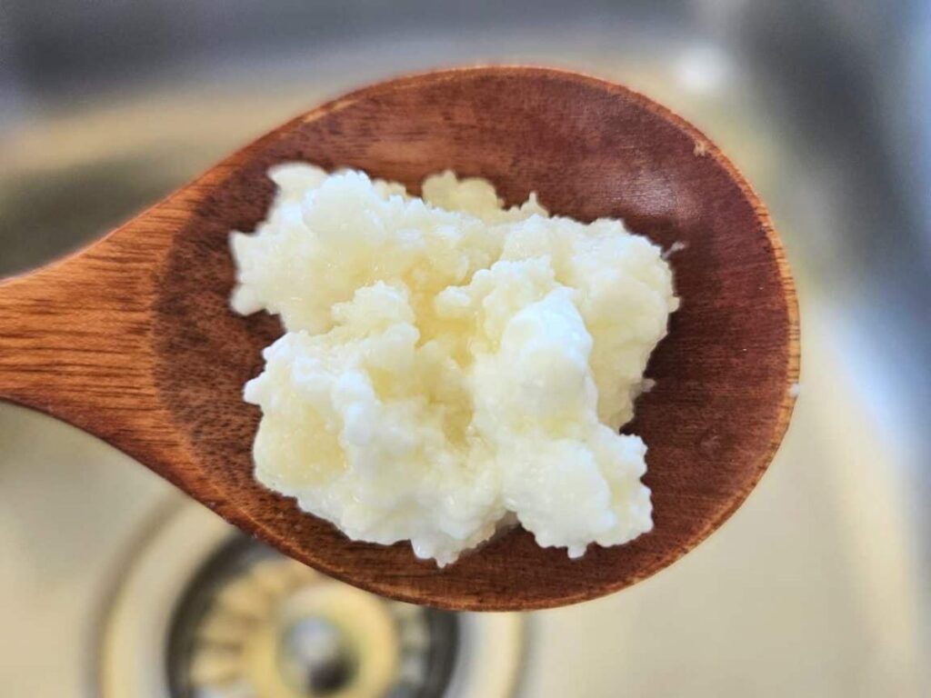 Milk kefir grains on a wooden spoon.