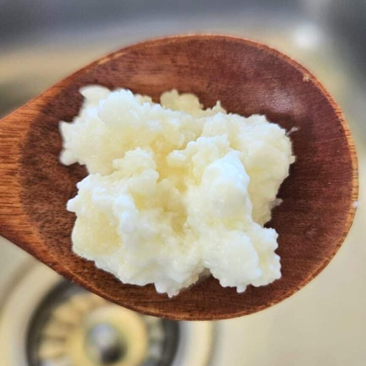 Milk kefir grains on a wooden spoon.