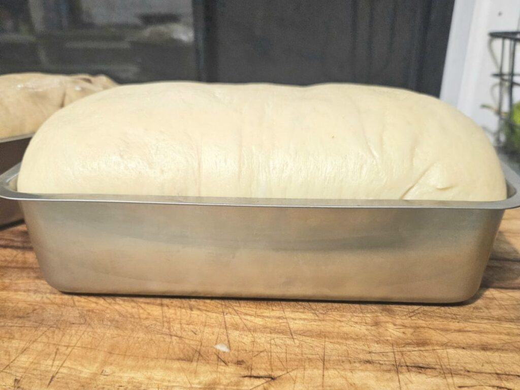 Second rise of sourdough sandwich bread.