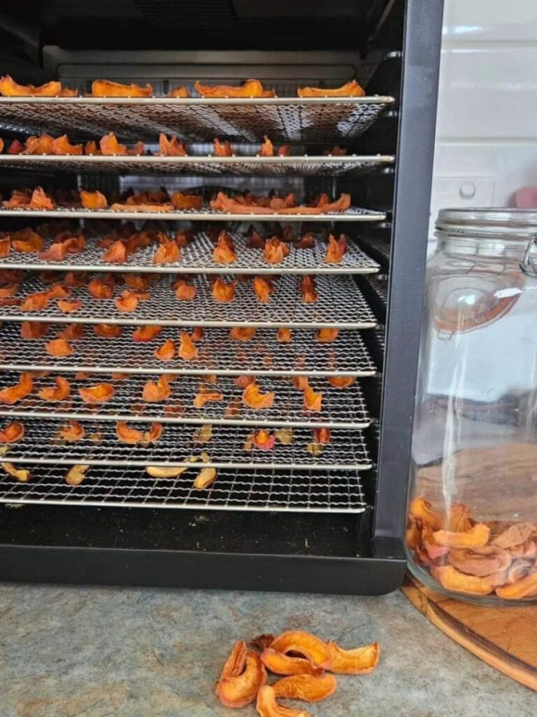 Apricots dehydrating in a dehydrator.