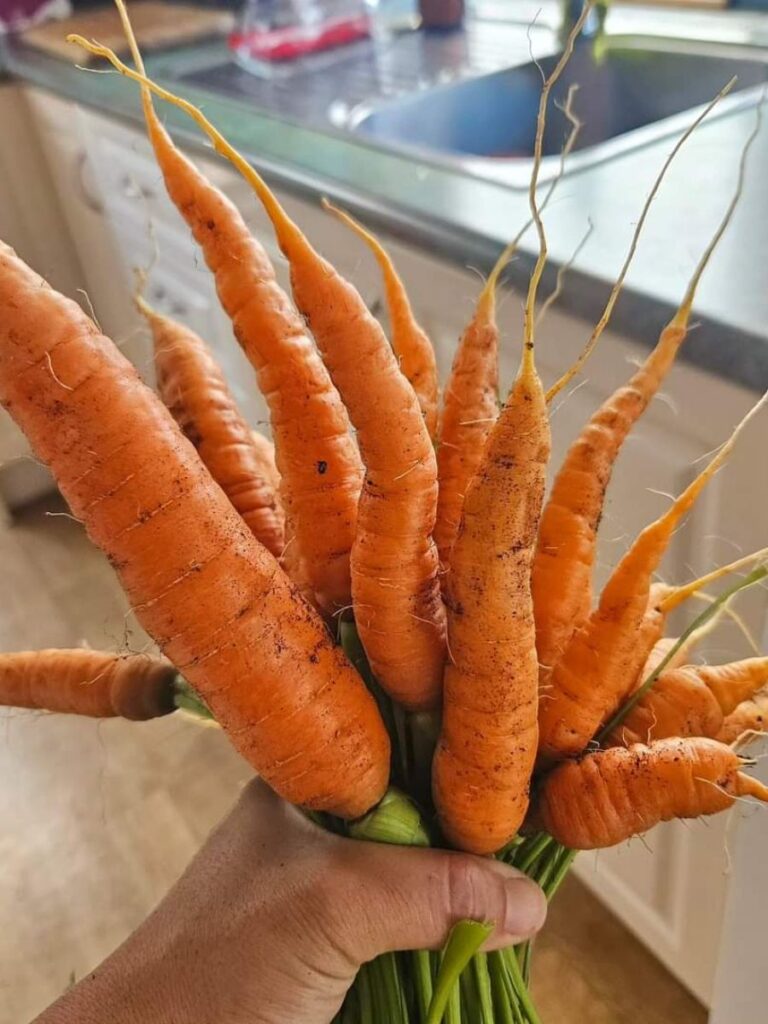 Home grown carrots.