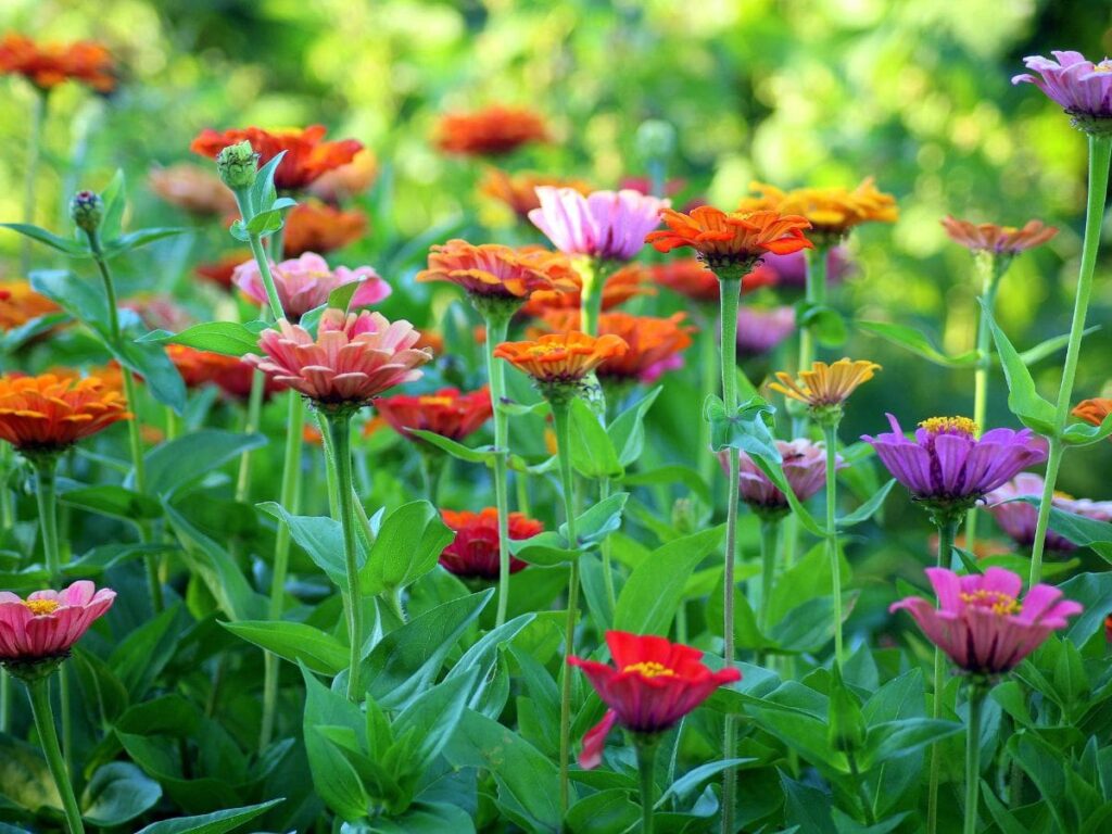 Beautiful colourful flowers growing in a garden.