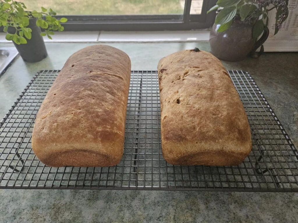 Sourdough raisin bread resting on a cooling rack.